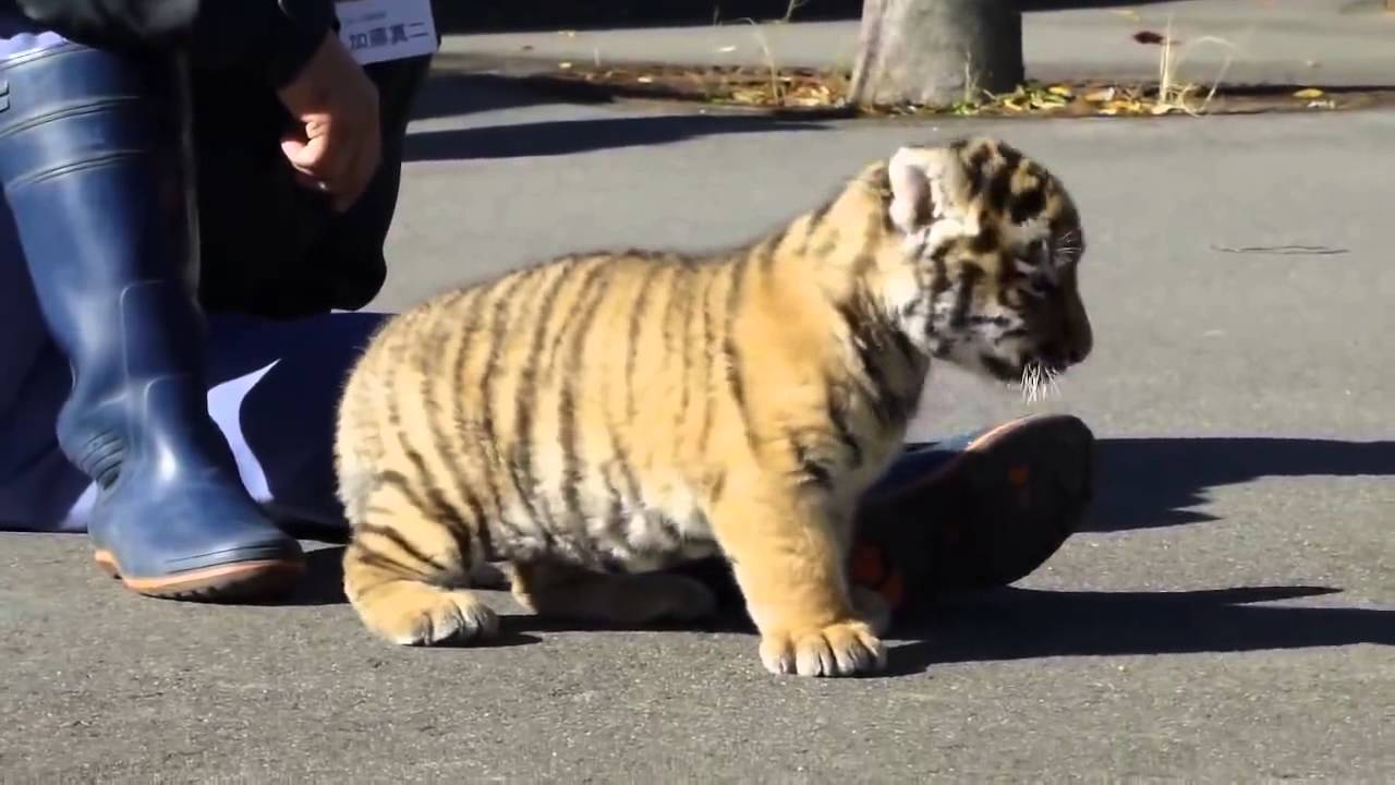 ảnh con hổ cute